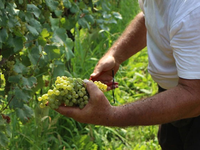 Franciacorta Franca Contea - Vini DOCG di qualità - Best Franciacorta